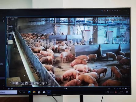 Monitor zobrazujúci ošípané vo vnútri 26-poschodovej farmy ošípaných v Ezhou, provincia Hubei, Čína