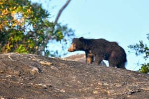 A sloth bear walks on top a rock, with bushes and blue sky in the background