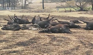 Some of the steer that died in the fire on Jeremy Wright’s farm on New Year’s Eve.