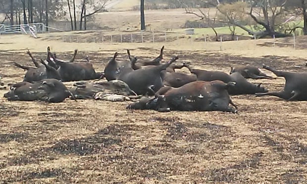Some of the steer that died in the fire on Jeremy Wright’s farm on New Year’s Eve.
