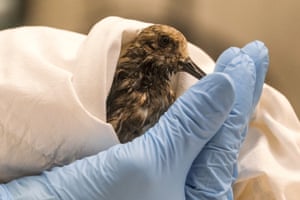Staff at the California Department of Fish & Wildlife examine a contaminated Sanderling from the oil spill in Huntington Beach, California, US.