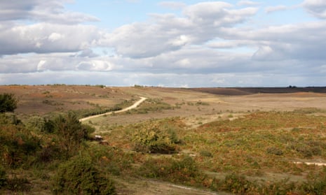 View across Hampton Ridge between Fritham and Frogham in the New Forest, Hampshire. The UK has many areas of lowland heath that are considered at-risk habitats.