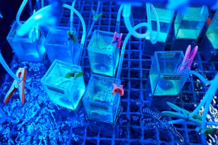 Glass boxes and tubes with liquid in them sit in liquid. Everything appears blue