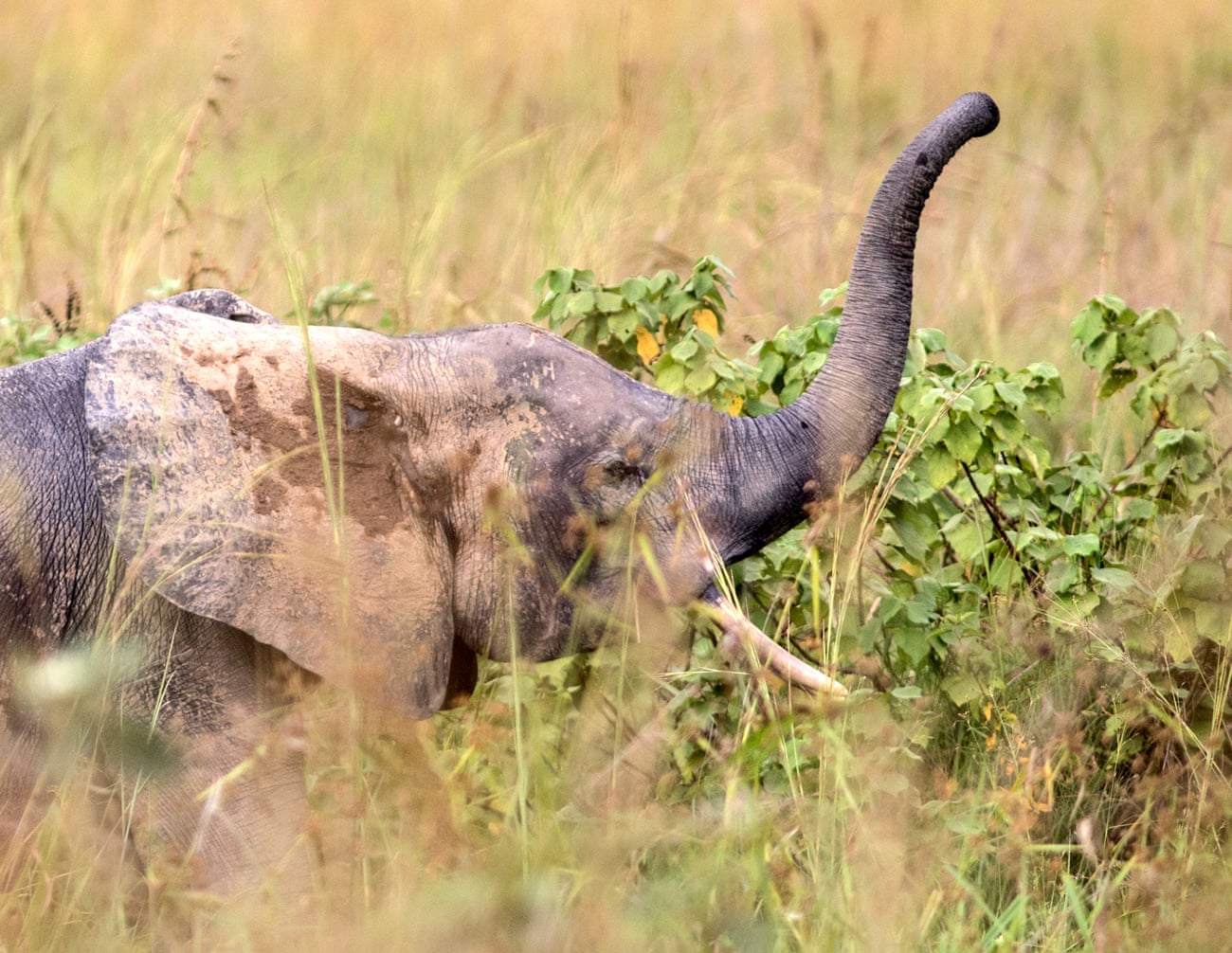 ‘Paradise and hell’: the battle to save the forest elephant 2497