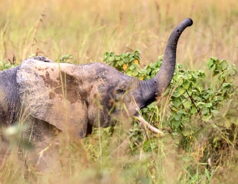 The reclusive African forest elephant among the tall grass of the savannah.