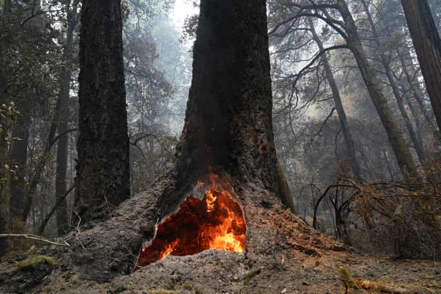 Fire burns in the hollow of an old-growth redwood tree in Big Basin Redwoods State Park on Monday.