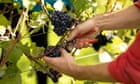 Light red wines for spring | Fiona Beckett on drink