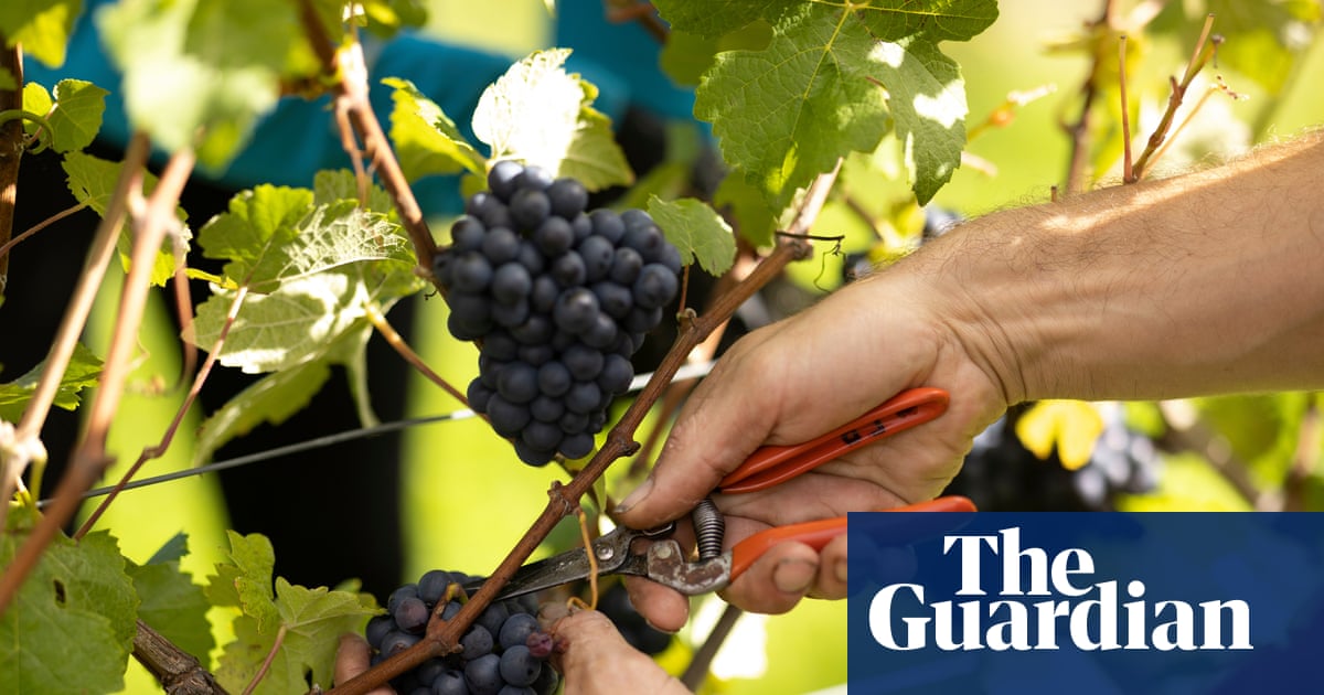 Growing knowledge, growing yield: British wine-making comes of age