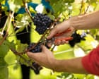 Growing knowledge, growing yield: British wine-making comes of age