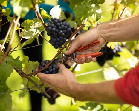 a vineyard worker cuts red grapes from the vine