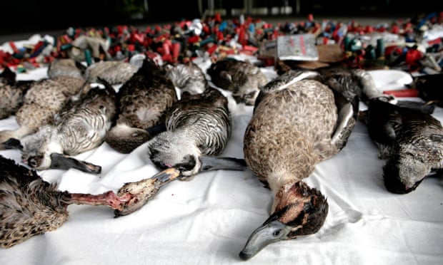 POLL: Should the practice of duck shooting for sport be banned? Bird experts have criticised the Victorian government for allowing a duck hunting season despite ‘exceptionally dry’ conditions. Photograph: Glenn Hunt/AAP