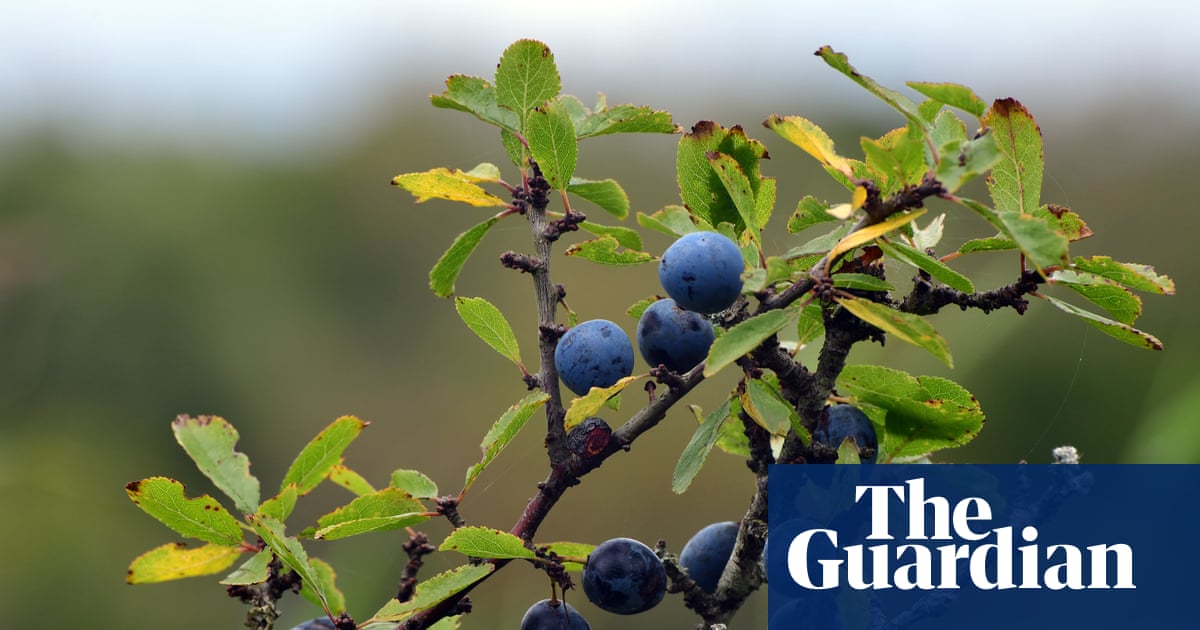 Country diary: An autumn bounty of fruits is well on its way | John Gilbey