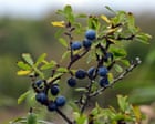Country diary: An autumn bounty of fruits is well on its way | John Gilbey