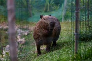 A capybara stands in a newly restored naturalized area at Rio de Janeiro’s Rodrigo de Freitas Lagoon, Brazil. The city’s nature-based project diverted a bike path to reduce flooding and revive the lagoon’s ecosystem, its first major restoration in more than a century. A family of ten capybaras, five adults and five pups, now lives along the lagoon’s edge, thriving in the renewed habitat. Capybaras, South America’s largest rodents and semi-aquatic by nature, have become a familiar and beloved sight in Rio’s urban green spaces