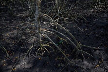 New mangrove trees thriving in an area recently reforested by the Uça team.
