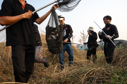 A local team in a field holding poles with one holding a feral dog in their wildlife net