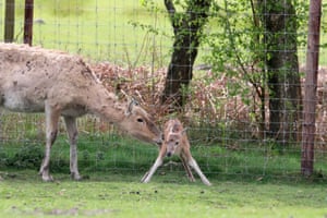 Um veado-do-Père-David "extinto" chegou ao Knowsley Safari Park em Prescot, Reino Unido. A espécie é oficialmente classificada como extinta na natureza pela União Internacional para a Conservação da Natureza (IUCN). Os veados eram nativos dos vales de rios subtropicais da China, mas foram caçados até a extinção no início do século XX. Eles foram salvos da extinção por meio da cooperação internacional e da reprodução em cativeiro. O Knowsley Safari Park é uma das principais instituições do Reino Unido envolvidas na criação e conservação de veados.