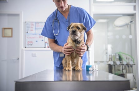 Portrait of a vet holding a dog on a table in a veterinary surgery.