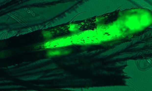 Fluorescent microplastics (bright green) are visible inside an adult mosquito