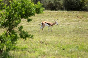 A Springbok is seen on the golf course prior to the Investec South African Open Championship at Blair Atholl Golf and Equestrian Estate near Johannesburg