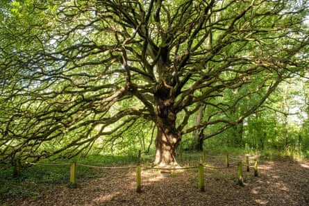 The Lucombe oak in Treborth Botanic Garden