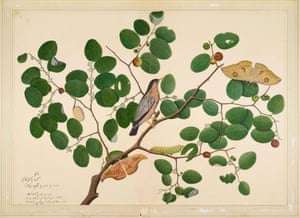 Shaikh Zain al-Din’s Brahminy starling with two Anteraea moths, Caterpillar and Cocoon in Indian Jujube Tree, Impey Album Calcutta, 1780. Part of Forgotten Masters.