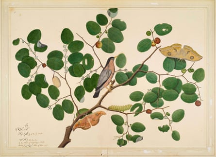 Brahminy Starling with Two Anteraea Moths, Caterpillar and Cocoon in Indian Jujube Tree, by Shaikh Zain ud-Din, 1780