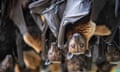 Flying Foxes (Fruit Bats) at hospital feeding time