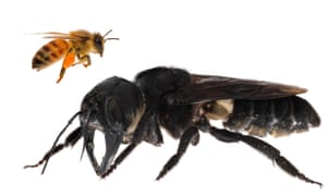 Wallace’s giant bee, foreground, is about four times larger than a European honeybee.