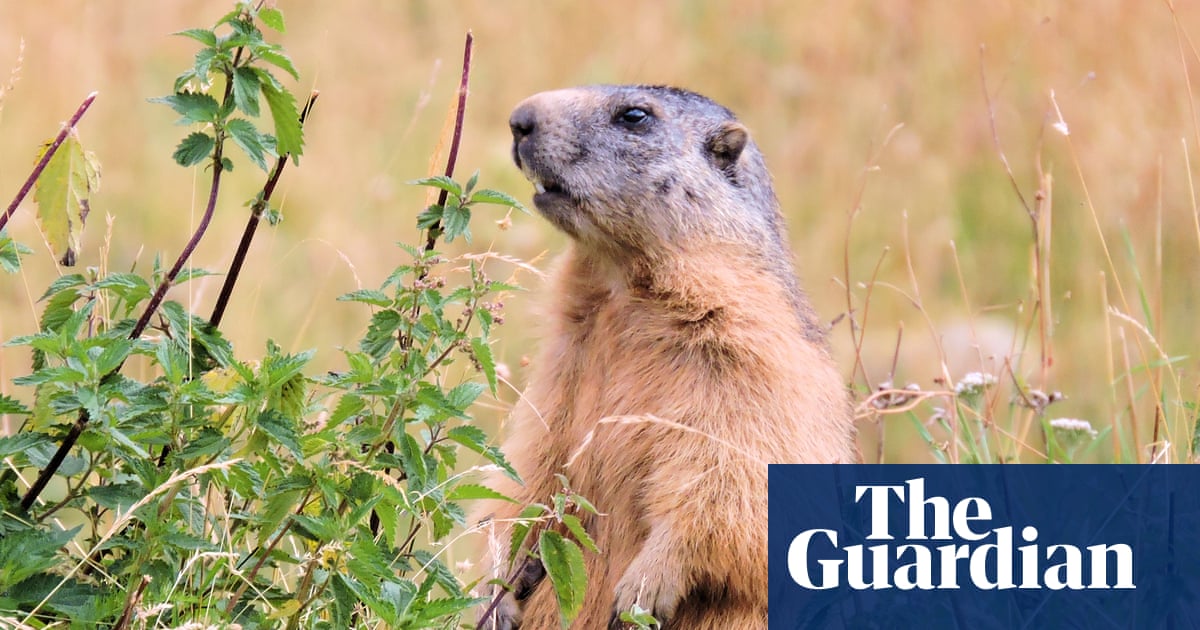 Call to ban marmot hunting in France as campaigners say they are ‘killed for fun’