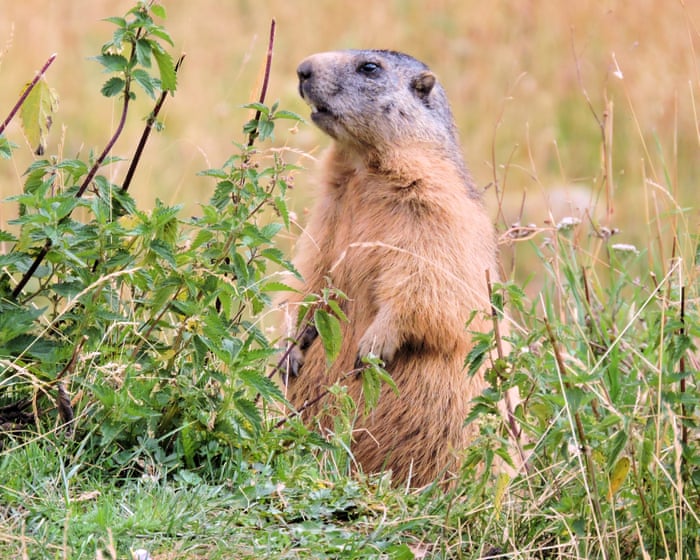 Call to ban marmot hunting in France as campaigners say they are ‘killed for fun’