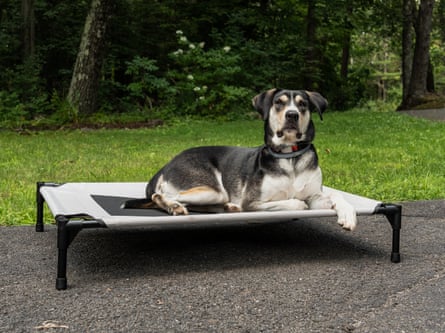 A dog resting on a K&H Outdoor Elevated Dog Bed