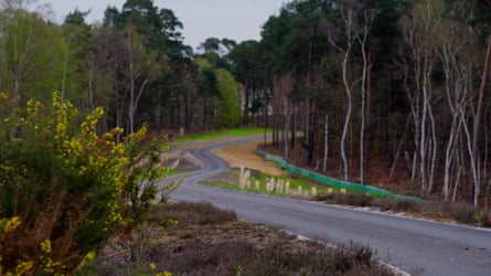 A road cutting through woodland of birch trees with a gorse bush in the foreground