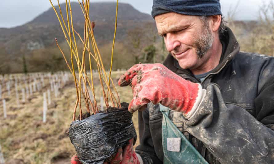 A National Trust ranger, David Smith, preparing saplings for planting at Hafod Garegog in North Wales.