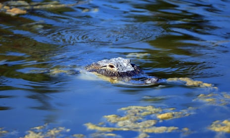 How Many Dogs are Killed by Alligators in Florida? Shocking Truth Revealed!