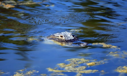 An alligator enjoys a dip.