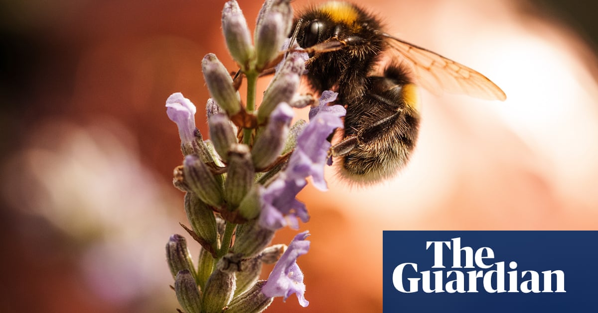 Climate stress can give bumblebees asymmetrical wings, study finds