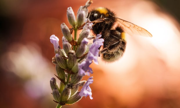 A bumblebee collects nectar from lavender