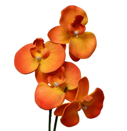 orange orchid on a white background