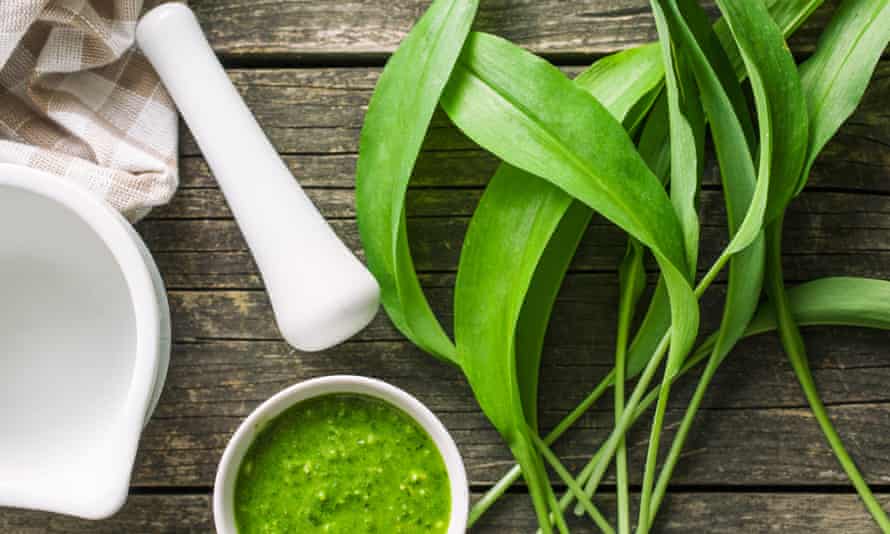 Wild garlic leaves … a prized replacement for basil.