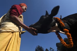 Kathmandu, Nepal. A Hindu devotee worships a cattle  during Tihar