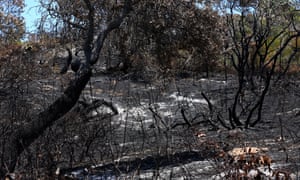 Bushfire damage outside the Cathedrals camping ground on Fraser Island