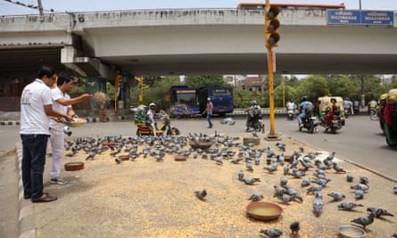 The Jain brothers tending to their birds.