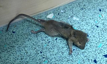 Rat in UCL’s Hawkridge House student accommodation