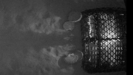 Scallops jump into pots with ‘disco’ lights in potential new fishing strategy – video