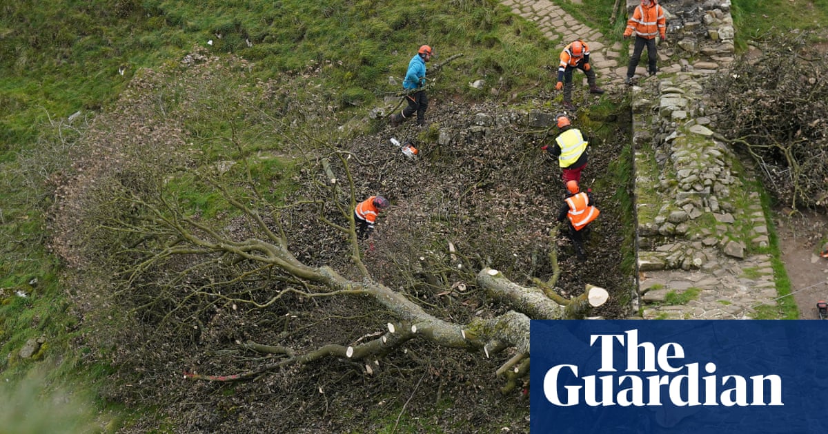 Felled Sycamore Gap tree to go on public display in Northumberland | Northumberland