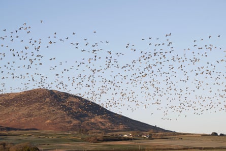 A huge flock of barnacle geese flying in front of a hill.