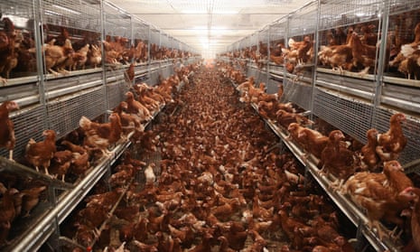 A chicken farm in England, which has been badly affected by avian flu in recent months.