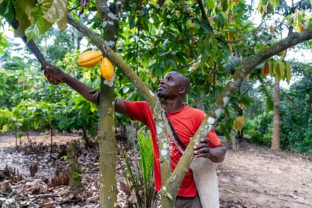 A farmer tends to his cacao crops in Likpe Bala, Ghana.