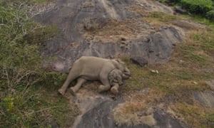 Um filhote de elefante que foi separado de seu rebanho em um parque de vida selvagem em Tamil Nadu, no sul da Índia, foi reencontrado por funcionários do parque.  Esta imagem mostra o bezerro, de cerca de quatro meses, cochilando com a mãe três dias depois